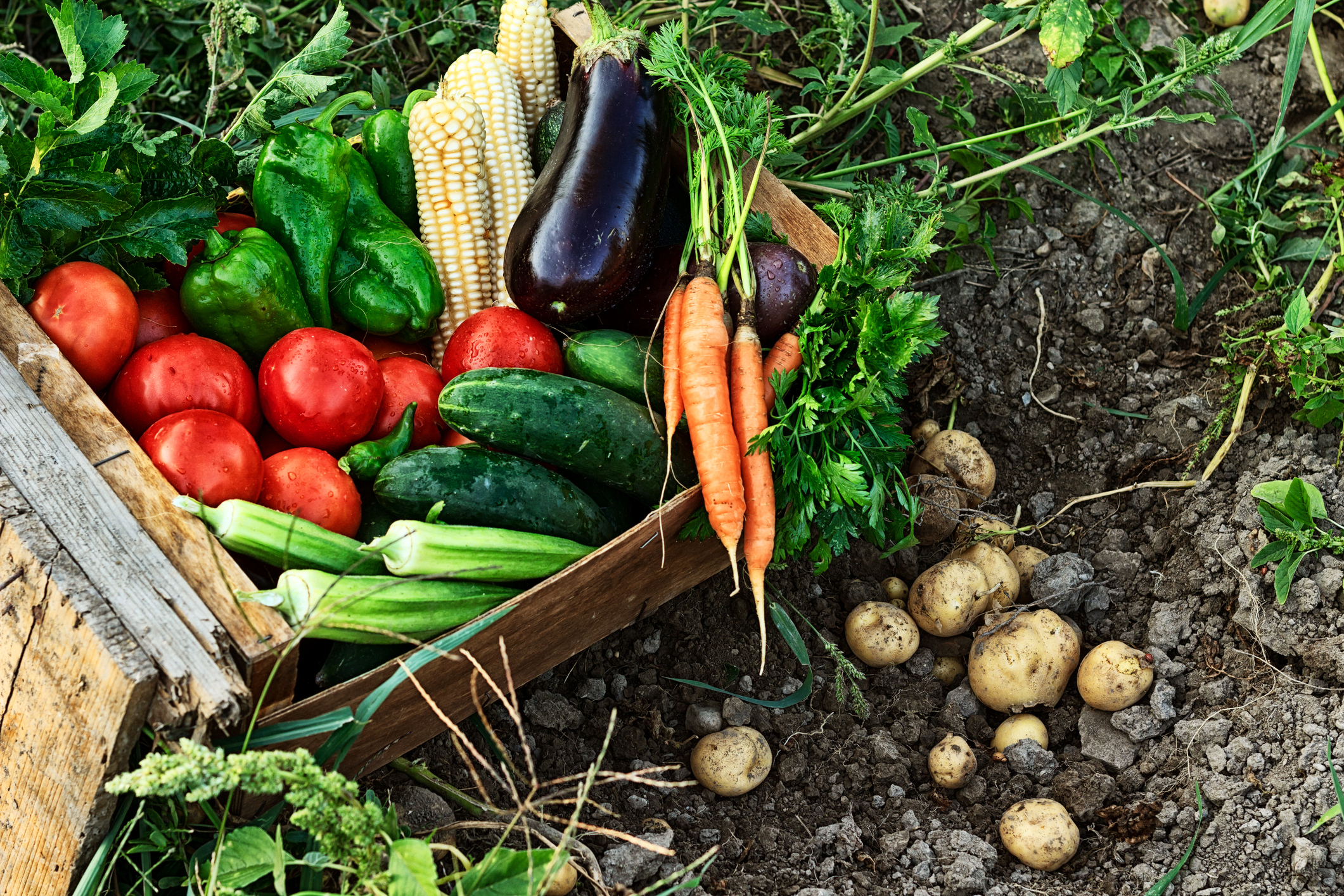 Recognizing Leaders: Alison Rabschnuk, The Good Food Institute