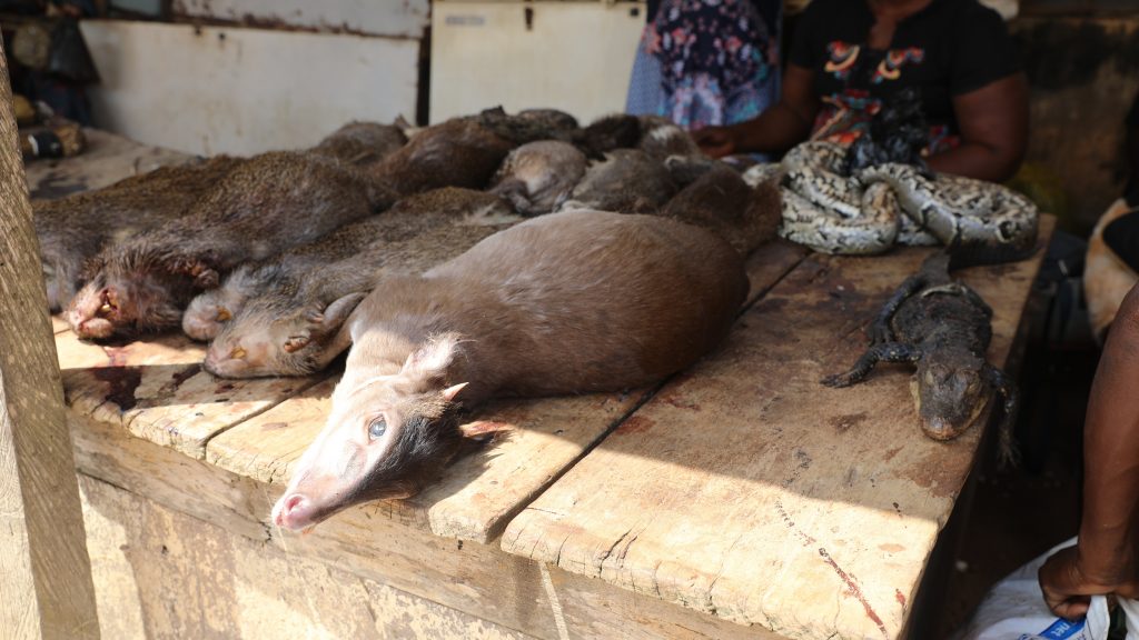 Webinar Understanding And Addressing Urban Consumption Of Bushmeat In