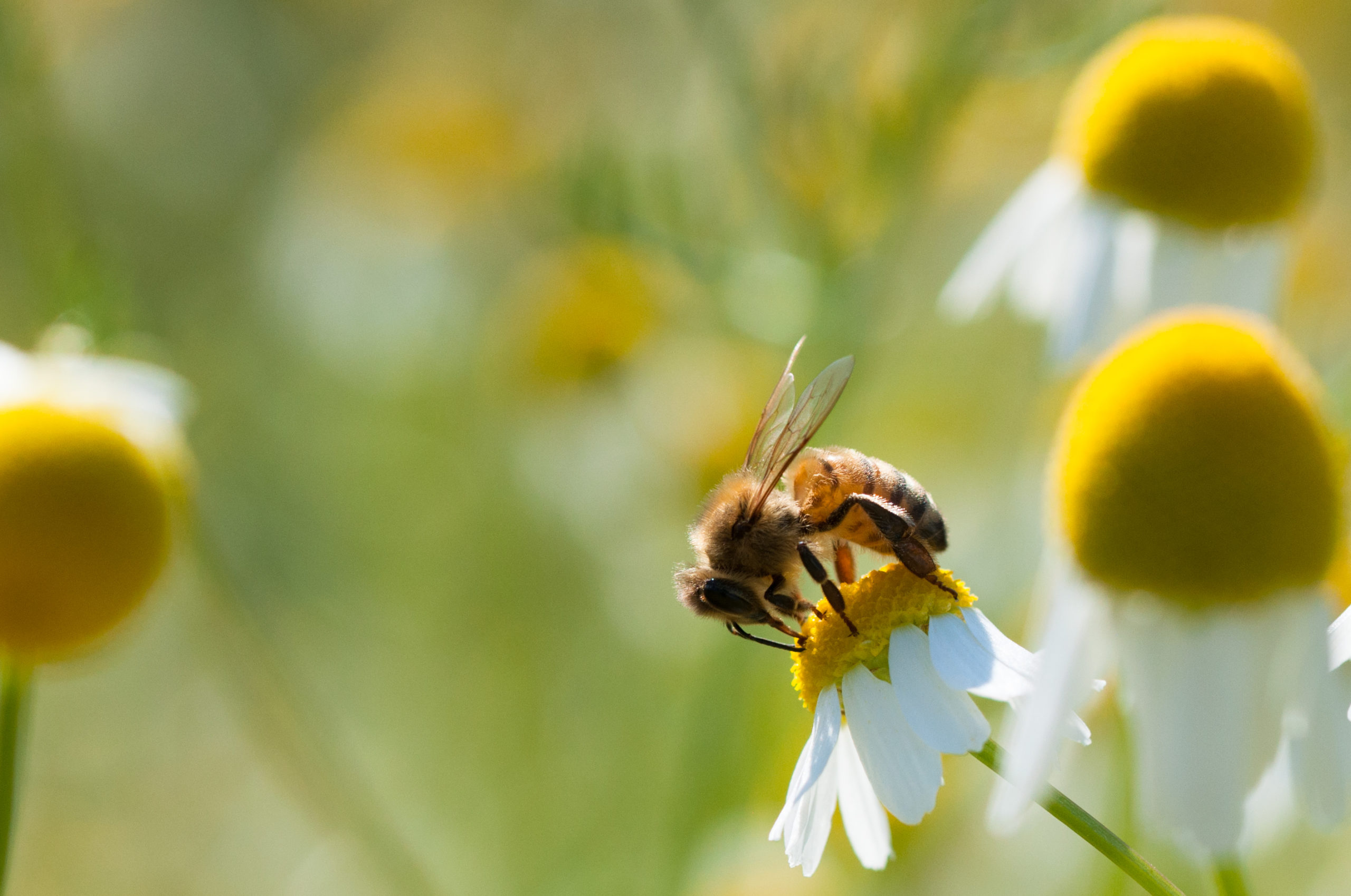 Global Public Opinion Research on Nature | Report
