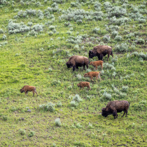 Half of Americans Have Little to No Knowledge of Grasslands, the Country’s Largest Natural Habitat