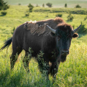 Understanding Americans’ Perspectives on Grasslands