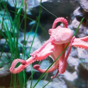 Helping the Octopus Clap: The Art and Science of Corporate Sustainability Integration