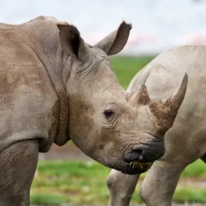 Gray Rhino Territory: The Sustainability Outlook